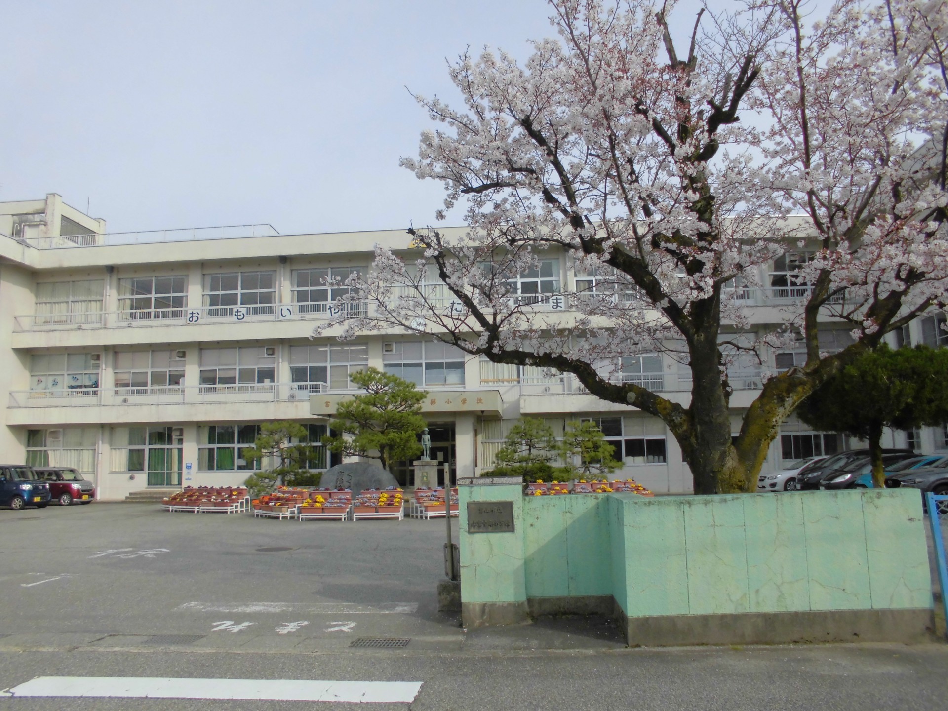 春「桜満開の校舎風景」