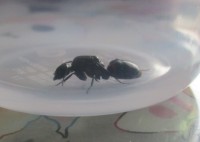 アカヤマアリの女王