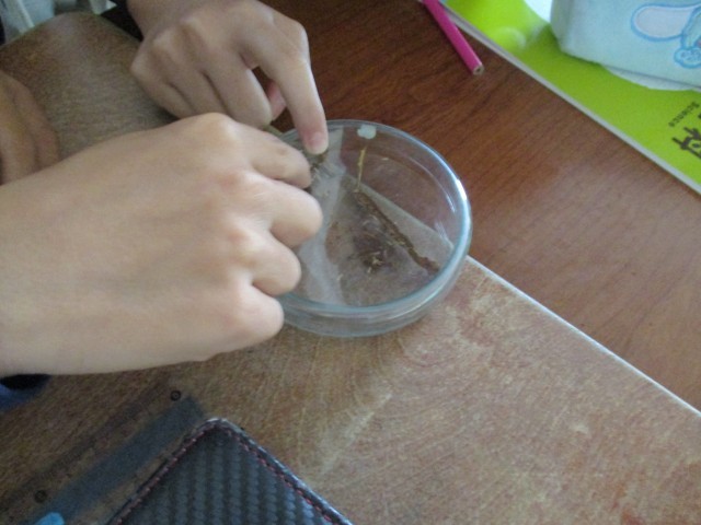 シロアリの観察