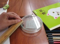 女王アリの大きさ比べ