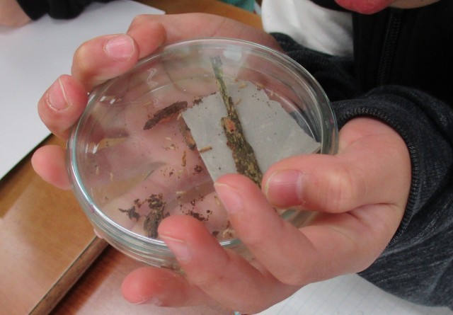 シロアリの観察