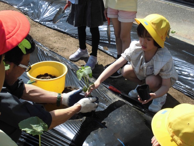 野菜の苗を植えている様子