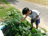 育てた枝豆を収穫する様子