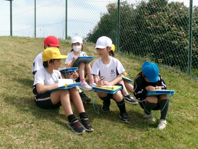 タンポポ大人気。