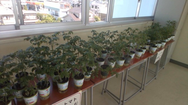 トマトがすくすく育っています。