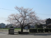 校門の桜